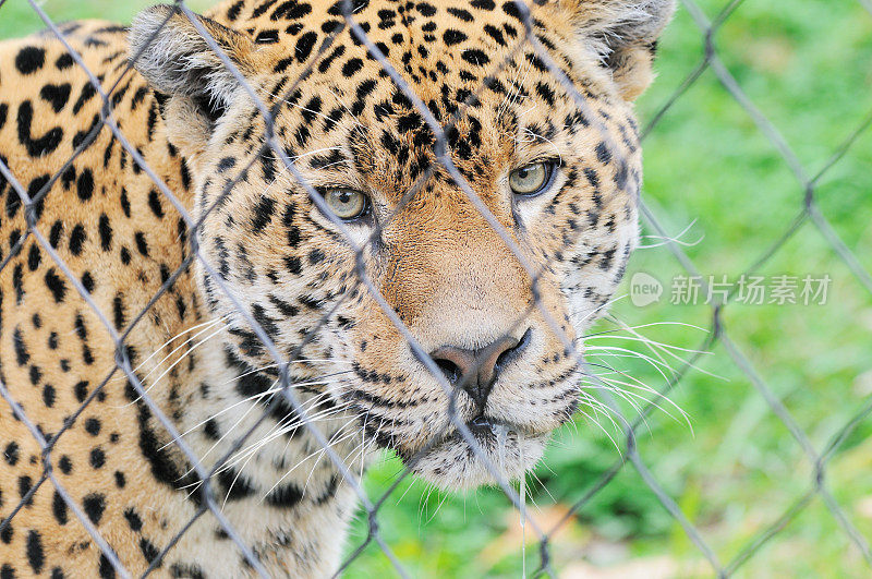 南美亚马逊美洲虎Panthera Onca看着相机